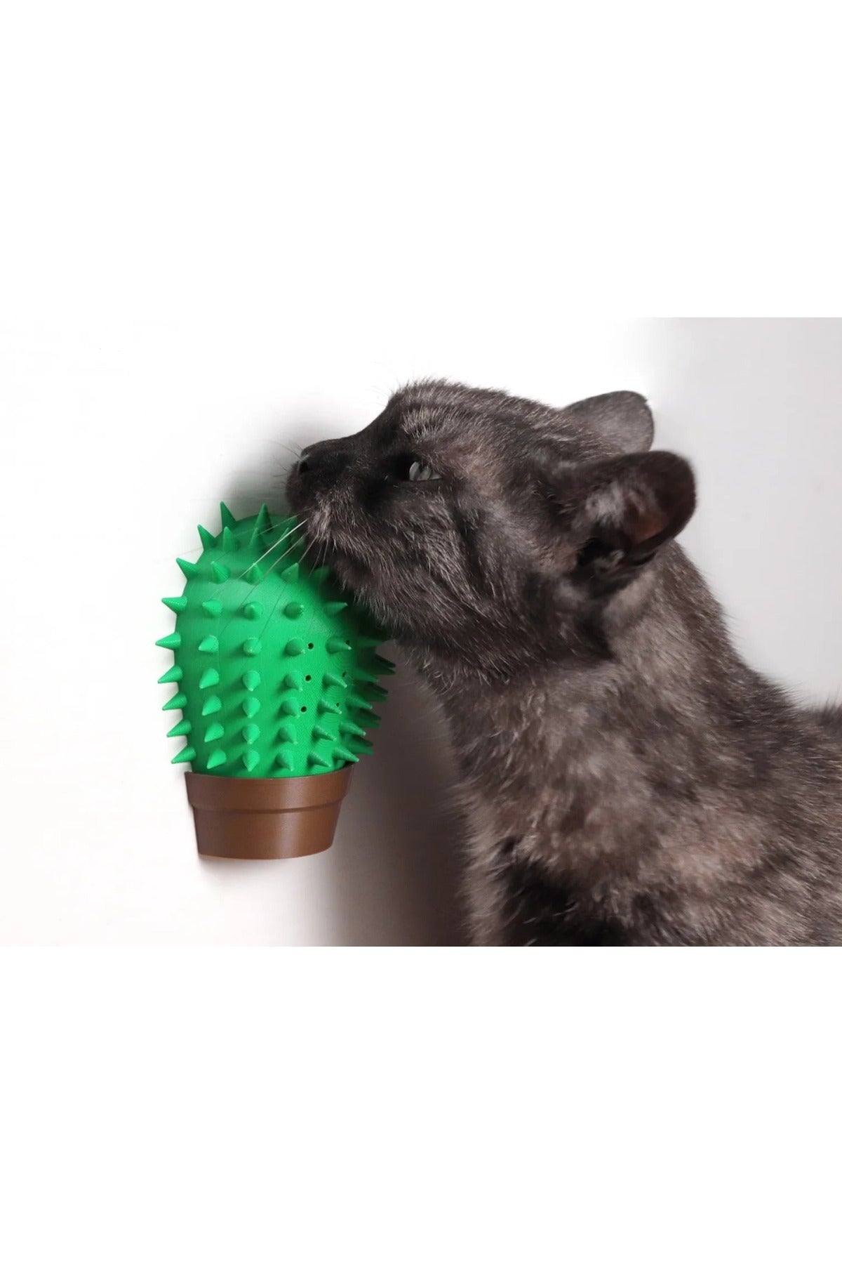 Cactus cat scratcher catnip compartment